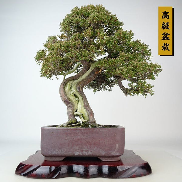 盆栽 真柏 樹高 約33cm しんぱく 高級盆栽 Juniperus chinensis シンパク “ジン シャリ” ヒノキ科 常緑樹 観賞用 u1121559756