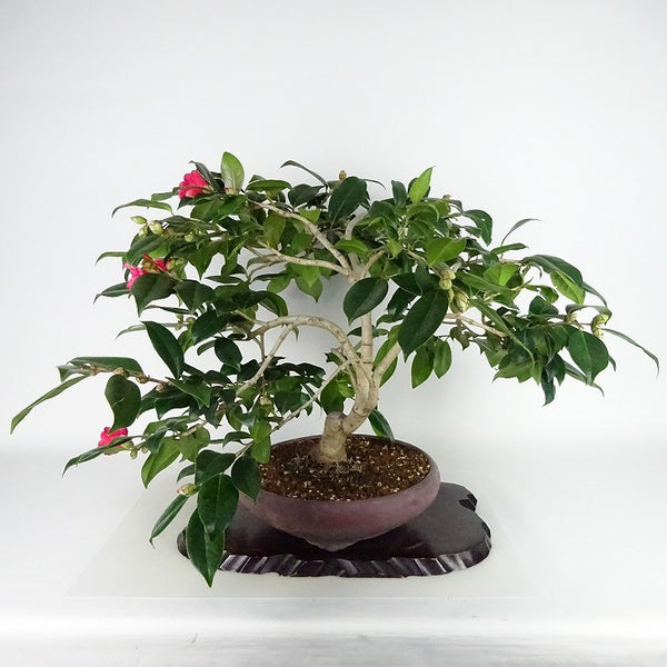 盆栽 椿 藪椿 樹高 上下 約45cm つばき Camellia japonica ツバキ 赤 赤花 一重 ツバキ科 常緑樹 観賞用 r1121536917