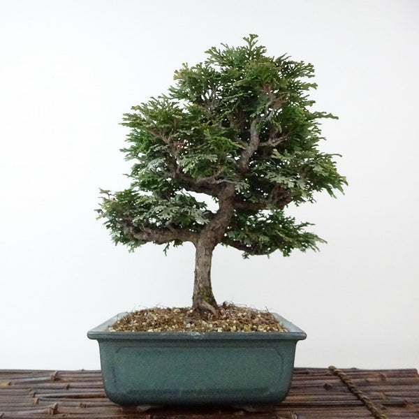 盆栽 桧 津山桧 樹高 約22cm つやまひのき Chamaecyparis obtusa ツヤマヒノキ ヒノキ科 常緑樹 観賞用 d1121553618