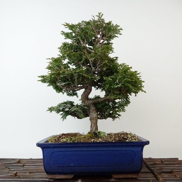 盆栽 桧 津山桧 樹高 約27cm つやまひのき Chamaecyparis obtusa ツヤマヒノキ ヒノキ科 常緑樹 観賞用 e1121556137