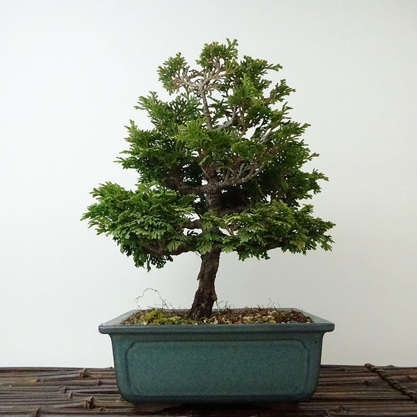 盆栽 桧 津山桧 樹高 約21cm つやまひのき Chamaecyparis obtusa ツヤマヒノキ ヒノキ科 常緑樹 観賞用 k1121561656