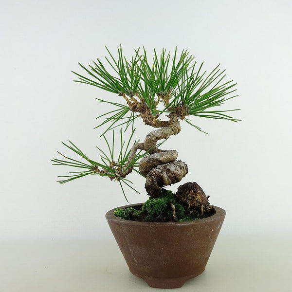 盆栽 松 黒松 樹高 約17cm くろまつ Pinus thunbergii クロマツ マツ科 常緑針葉樹 観賞用 小品 x1121556037