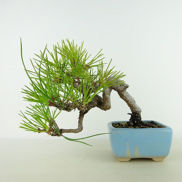 盆栽 松 黒松 樹高 上下 約15cm くろまつ Pinus thunbergii クロマツ マツ科 常緑針葉樹 観賞用 小品 v1121570698