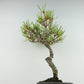 盆栽 松 赤松 樹高 約19cm あかまつ Pinus densiflora アカマツ red pine マツ科 常緑樹 観賞用 小品 b1121572576