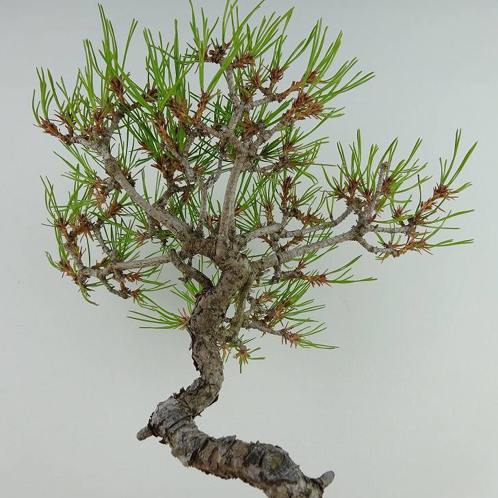 盆栽 松 赤松 樹高 約19cm あかまつ Pinus densiflora アカマツ red pine マツ科 常緑樹 観賞用 小品 b1121572576