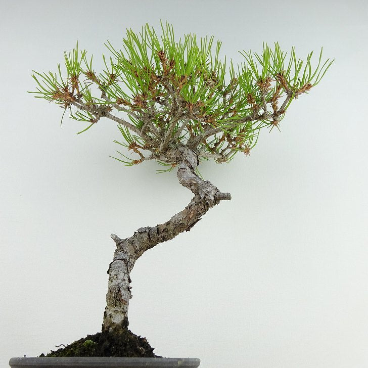 盆栽 松 赤松 樹高 約19cm あかまつ Pinus densiflora アカマツ red pine マツ科 常緑樹 観賞用 小品 b1121572576