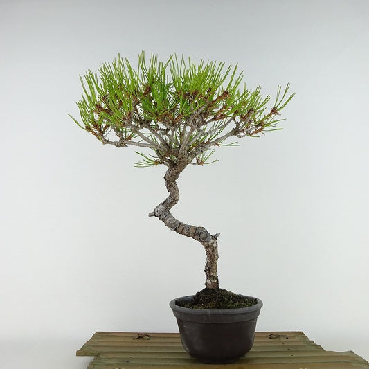 盆栽 松 赤松 樹高 約19cm あかまつ Pinus densiflora アカマツ red pine マツ科 常緑樹 観賞用 小品 b1121572576