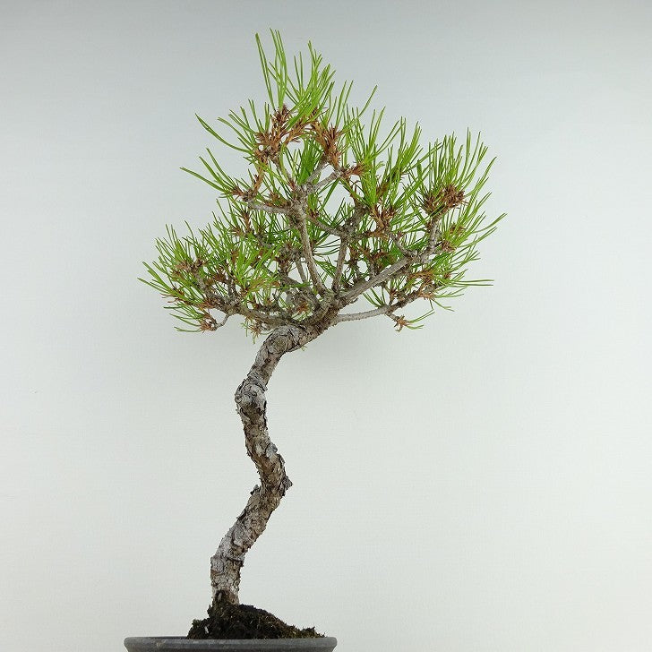 盆栽 松 赤松 樹高 約19cm あかまつ Pinus densiflora アカマツ red pine マツ科 常緑樹 観賞用 小品 b1121572576