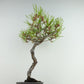 盆栽 松 赤松 樹高 約19cm あかまつ Pinus densiflora アカマツ red pine マツ科 常緑樹 観賞用 小品 b1121572576