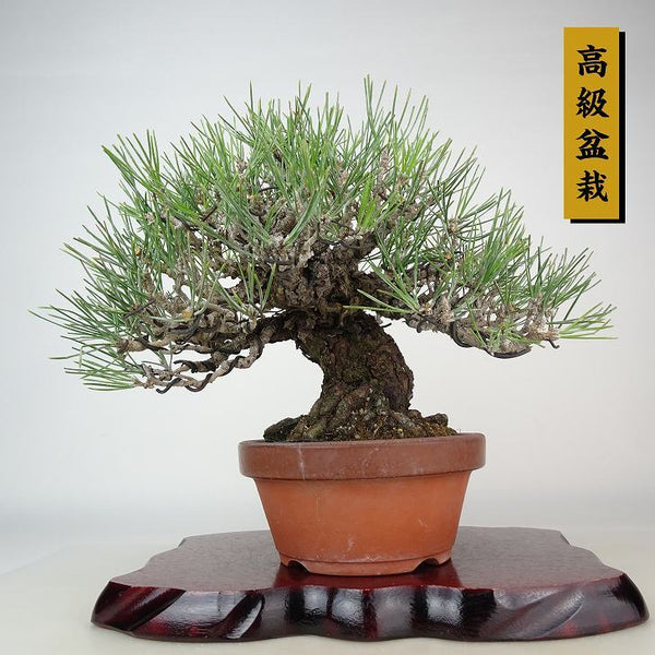 盆栽 松 黒松 樹高 約21cm くろまつ 高級盆栽 Pinus thunbergii クロマツ マツ科 常緑針葉樹 観賞用 n1122238628