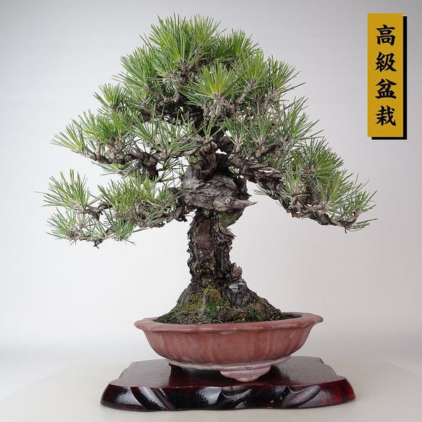 盆栽 松 黒松 樹高 約36cm くろまつ 高級盆栽 Pinus thunbergii クロマツ “ジン” マツ科 常緑針葉樹 観賞用 o1122241770