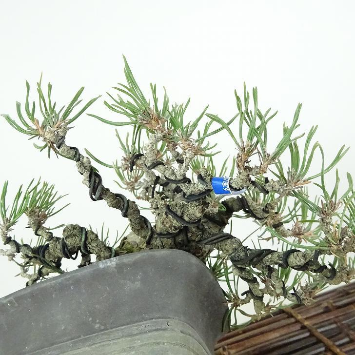 盆栽 松 赤松 樹高 上下 約12cm あかまつ Pinus densiflora アカマツ red pine マツ科 常緑樹 観賞用 小品 j1122235640