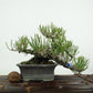 盆栽 松 赤松 樹高 上下 約12cm あかまつ Pinus densiflora アカマツ red pine マツ科 常緑樹 観賞用 小品 j1122235640