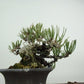 盆栽 松 赤松 樹高 上下 約12cm あかまつ Pinus densiflora アカマツ red pine マツ科 常緑樹 観賞用 小品 j1122235640