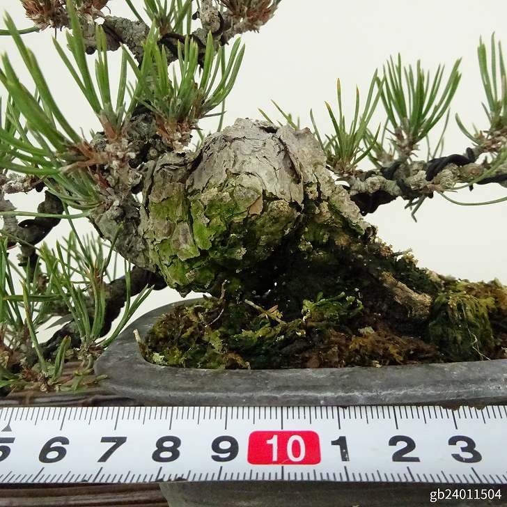 盆栽 松 赤松 樹高 上下 約12cm あかまつ Pinus densiflora アカマツ red pine マツ科 常緑樹 観賞用 小品 j1122235640