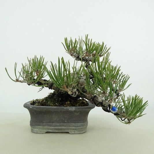 盆栽 松 赤松 樹高 上下 約12cm あかまつ Pinus densiflora アカマツ red pine マツ科 常緑樹 観賞用 小品 j1122235640