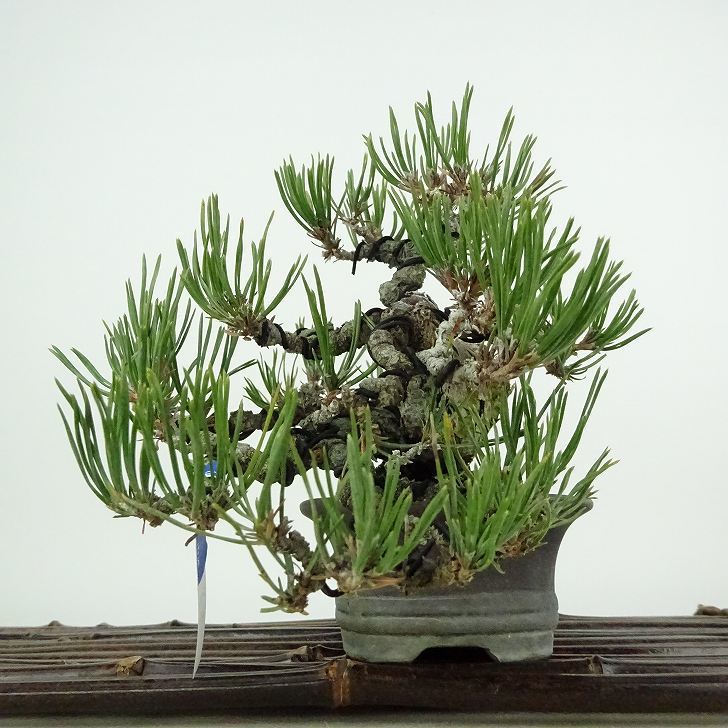 盆栽 松 赤松 樹高 上下 約12cm あかまつ Pinus densiflora アカマツ red pine マツ科 常緑樹 観賞用 小品 j1122235640