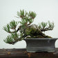 盆栽 松 赤松 樹高 上下 約12cm あかまつ Pinus densiflora アカマツ red pine マツ科 常緑樹 観賞用 小品 j1122235640