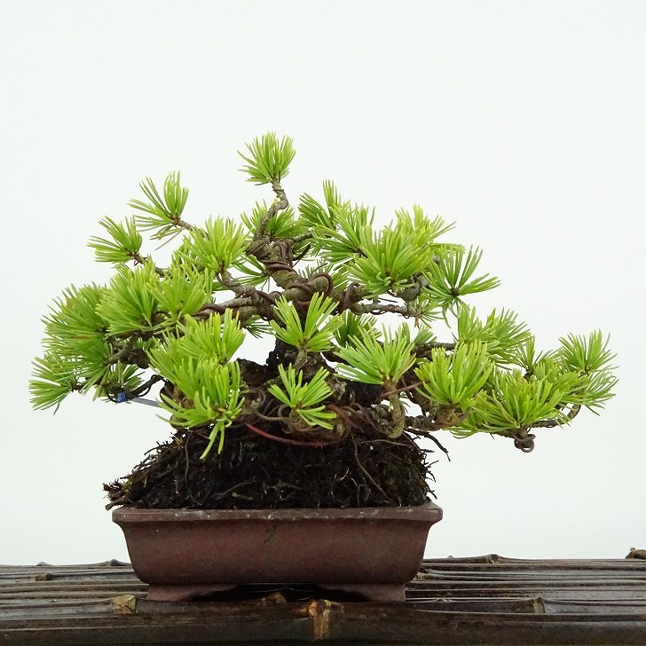 盆栽 松 五葉松 樹高 約11cm ごようまつ Pinus parviflora ゴヨウマツ マツ科 常緑針葉樹 観賞用 小品 c1122231729