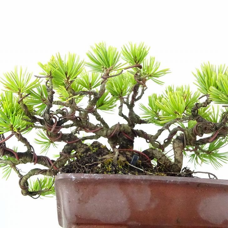 盆栽 松 五葉松 樹高 約11cm ごようまつ Pinus parviflora ゴヨウマツ マツ科 常緑針葉樹 観賞用 小品 c1122231729