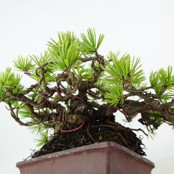 盆栽 松 五葉松 樹高 約11cm ごようまつ Pinus parviflora ゴヨウマツ マツ科 常緑針葉樹 観賞用 小品 c1122231729