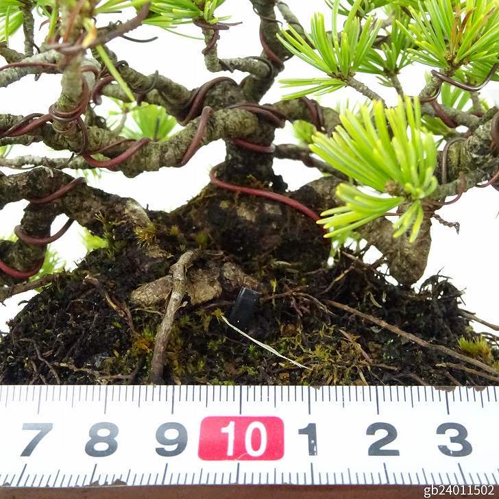 盆栽 松 五葉松 樹高 約11cm ごようまつ Pinus parviflora ゴヨウマツ マツ科 常緑針葉樹 観賞用 小品 c1122231729