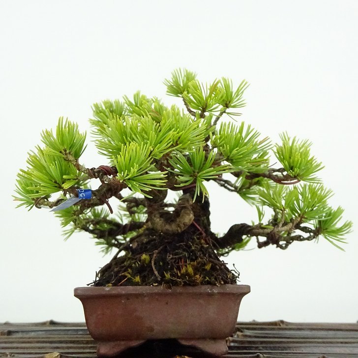 盆栽 松 五葉松 樹高 約11cm ごようまつ Pinus parviflora ゴヨウマツ マツ科 常緑針葉樹 観賞用 小品 c1122231729