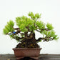 盆栽 松 五葉松 樹高 約11cm ごようまつ Pinus parviflora ゴヨウマツ マツ科 常緑針葉樹 観賞用 小品 c1122231729