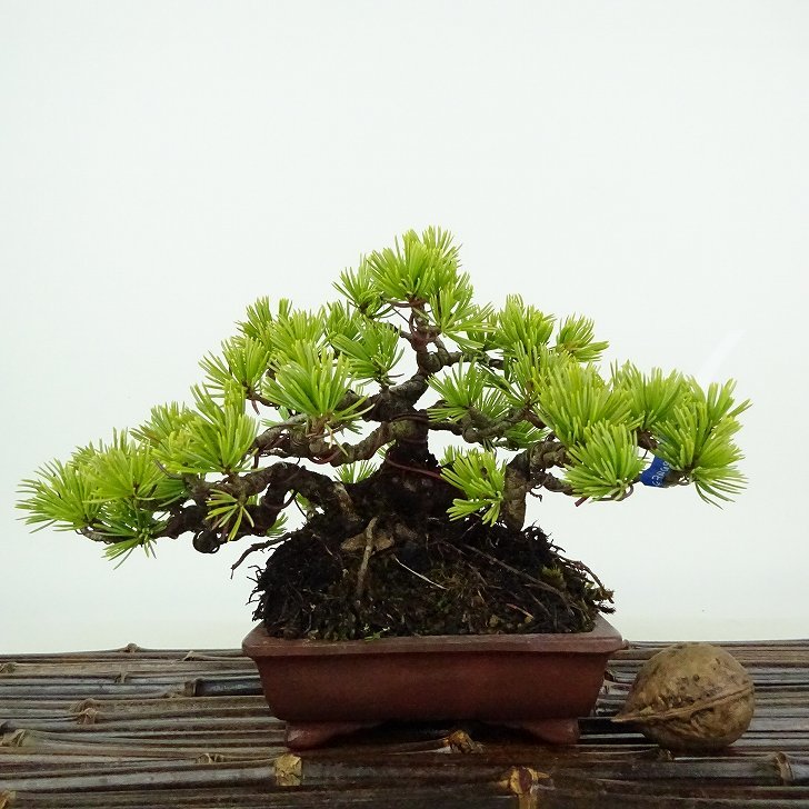 盆栽 松 五葉松 樹高 約11cm ごようまつ Pinus parviflora ゴヨウマツ マツ科 常緑針葉樹 観賞用 小品 c1122231729