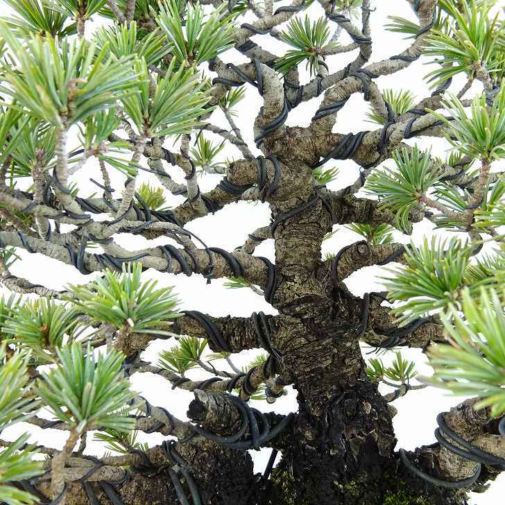 盆栽 松 五葉松 樹高 約21cm ごようまつ 高級盆栽 Pinus parviflora ゴヨウマツ マツ科 常緑針葉樹 観賞用 r1122579687