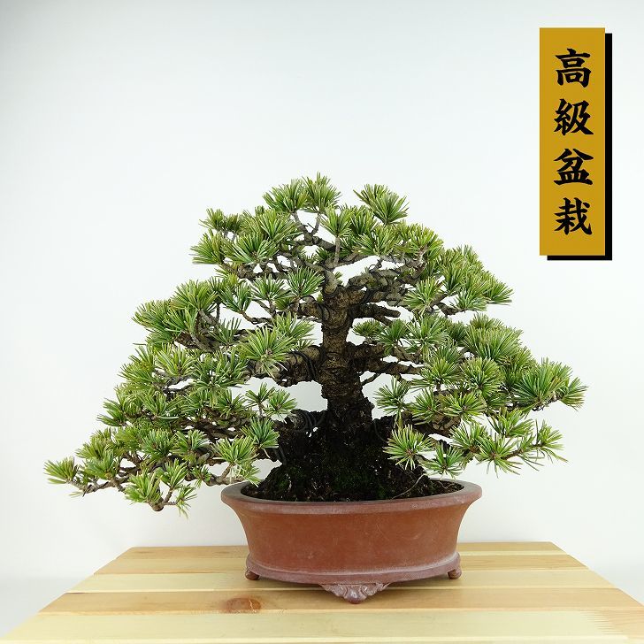 盆栽 松 五葉松 樹高 約21cm ごようまつ 高級盆栽 Pinus parviflora ゴヨウマツ マツ科 常緑針葉樹 観賞用 r1122579687