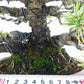 盆栽 松 五葉松 樹高 約21cm ごようまつ 高級盆栽 Pinus parviflora ゴヨウマツ マツ科 常緑針葉樹 観賞用 r1122579687