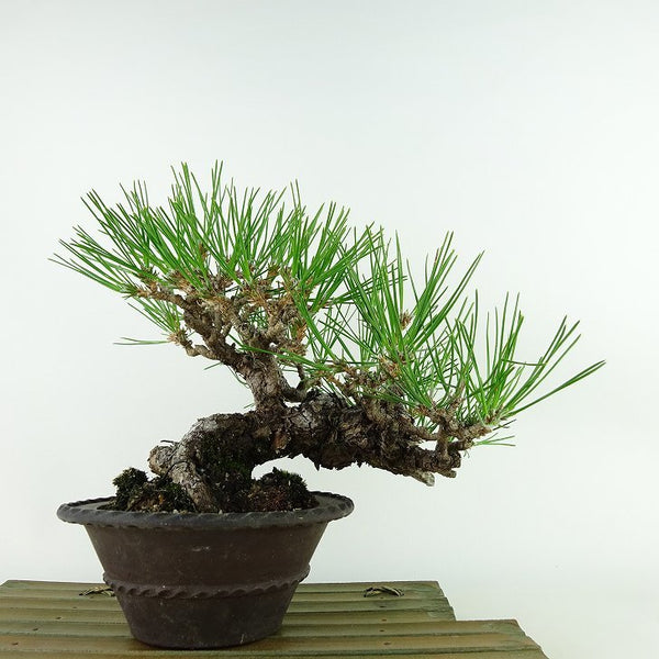 盆栽 松 黒松 樹高 約20cm くろまつ Pinus thunbergii クロマツ マツ科 常緑針葉樹 観賞用 小品 s1122716860