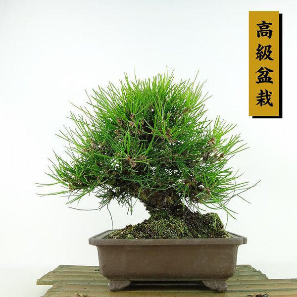 盆栽 松 黒松 樹高 約21cm くろまつ 高級盆栽 Pinus thunbergii クロマツ マツ科 常緑針葉樹 観賞用 h1122731762