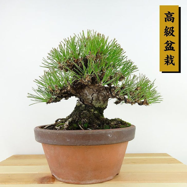 盆栽 松 黒松 樹高 約18cm くろまつ 高級盆栽 Pinus thunbergii クロマツ マツ科 常緑針葉樹 観賞用 小品 q1122718860