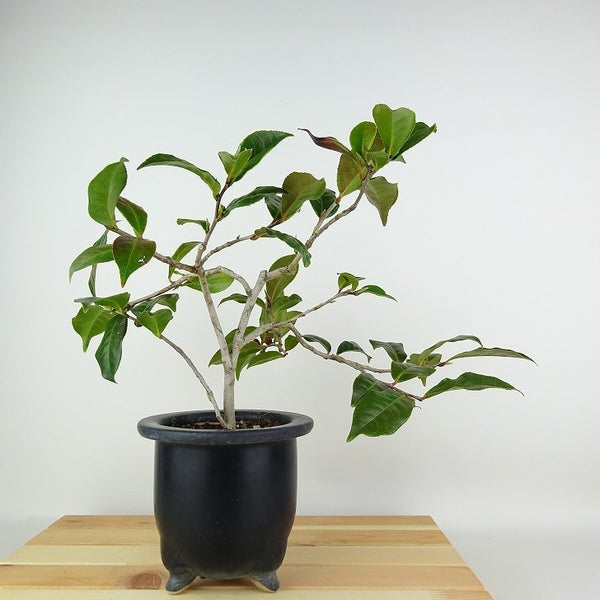 盆栽 山茶花 樹高 約23cm さざんか Camellia sasanqua サザンカ 花物 ツバキ科 常緑樹 観賞用 l1123261700