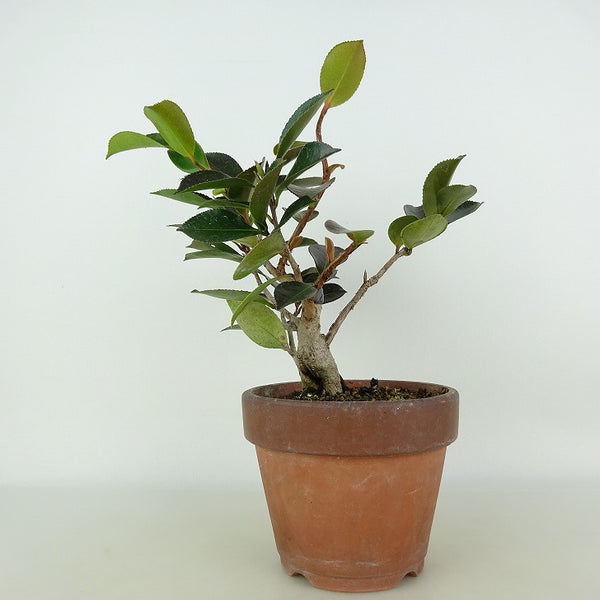 盆栽 山茶花 樹高 約21cm さざんか Camellia sasanqua サザンカ ツバキ科 常緑樹 観賞用 m1123241718