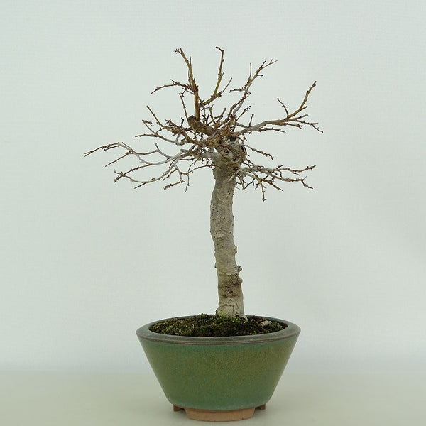 盆栽 欅 樹高 約17cm けやき Zelkova serrata ケヤキ 紅葉 ニレ科 ケヤキ属 落葉樹 観賞用 小品 d1123265682