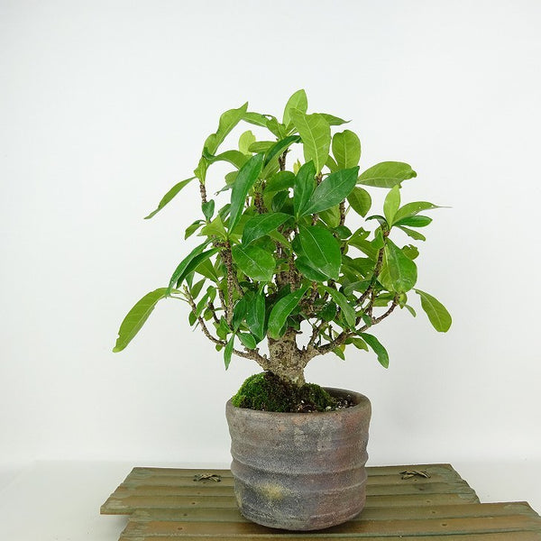 盆栽 梔子 樹高 約21cm くちなし Gardenia jasminoides クチナシ アカネ科 クチナシ属 常緑樹 観賞用 s1123263574