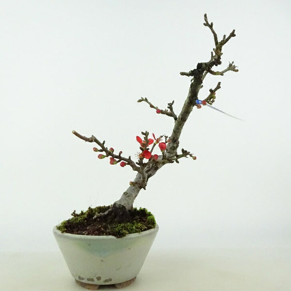 盆栽 梅 長寿梅 樹高 約15cm ちょうじゅばい Chaenomeles japonica 'Chojubai' チョウジュバイ バラ科 ボケ属 落葉樹 観賞用 小品 l1123861456