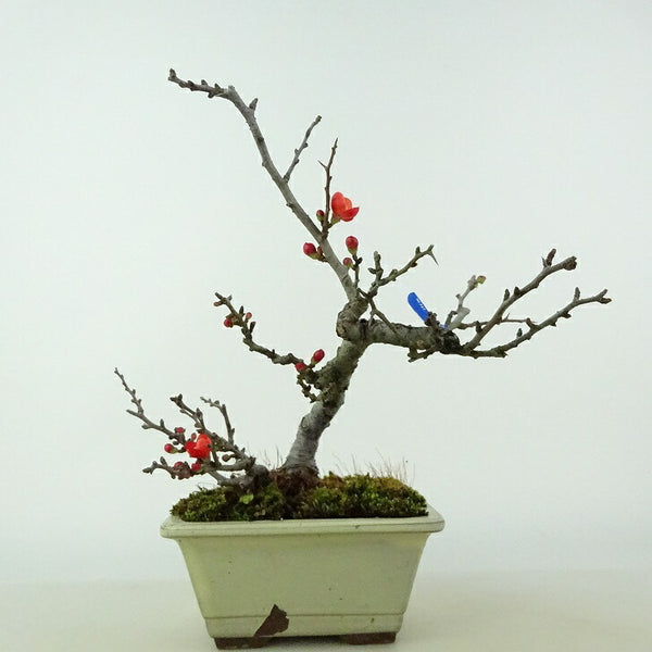 盆栽 梅 長寿梅 樹高 約17cm ちょうじゅばい Chaenomeles japonica 'Chojubai' チョウジュバイ バラ科 ボケ属 落葉樹 観賞用 小品 o1123858982