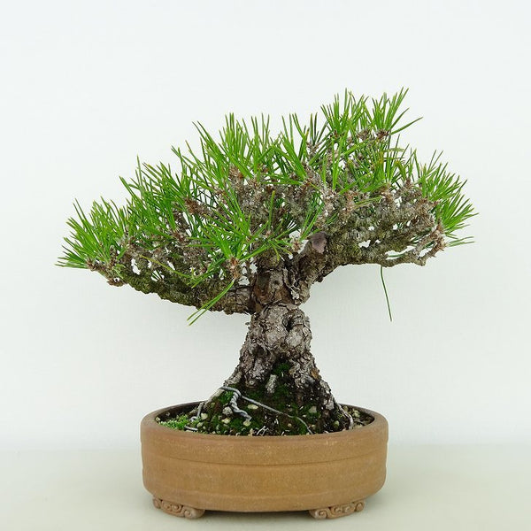 盆栽 松 黒松 樹高 約18cm くろまつ Pinus thunbergii クロマツ マツ科 常緑針葉樹 観賞用 小品 d1124228962