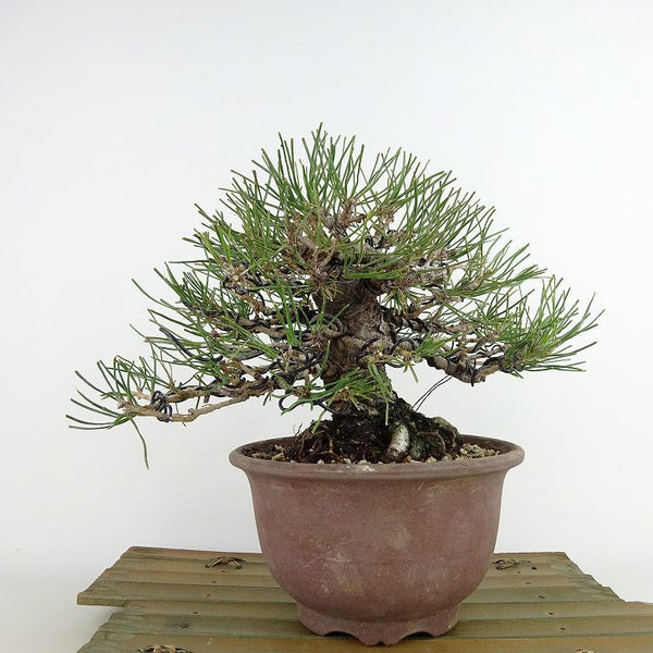 盆栽 松 赤松 樹高 約16cm あかまつ Pinus densiflora アカマツ red pine マツ科 常緑樹 観賞用 小品 u1124228131