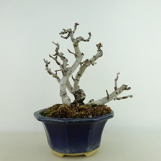 盆栽 木瓜 樹高 約14cm ぼけ Chaenomeles speciosa ボケ 白 白花 バラ科 ボケ属 落葉樹 観賞用 小品 n1124921805