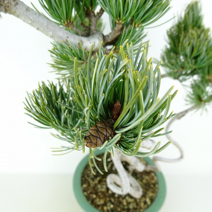 盆栽 松 五葉松 樹高 約43cm ごようまつ Pinus parviflora ゴヨウマツ 寄せ マツ科 常緑針葉樹 観賞用 k1124949343