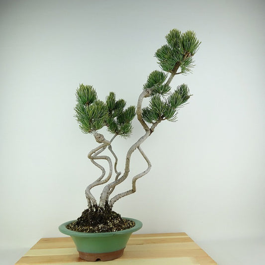 盆栽 松 五葉松 樹高 約43cm ごようまつ Pinus parviflora ゴヨウマツ 寄せ マツ科 常緑針葉樹 観賞用 k1124949343