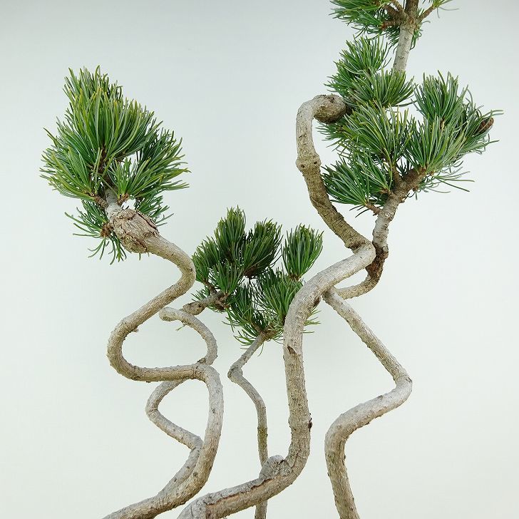 盆栽 松 五葉松 樹高 約43cm ごようまつ Pinus parviflora ゴヨウマツ 寄せ マツ科 常緑針葉樹 観賞用 k1124949343