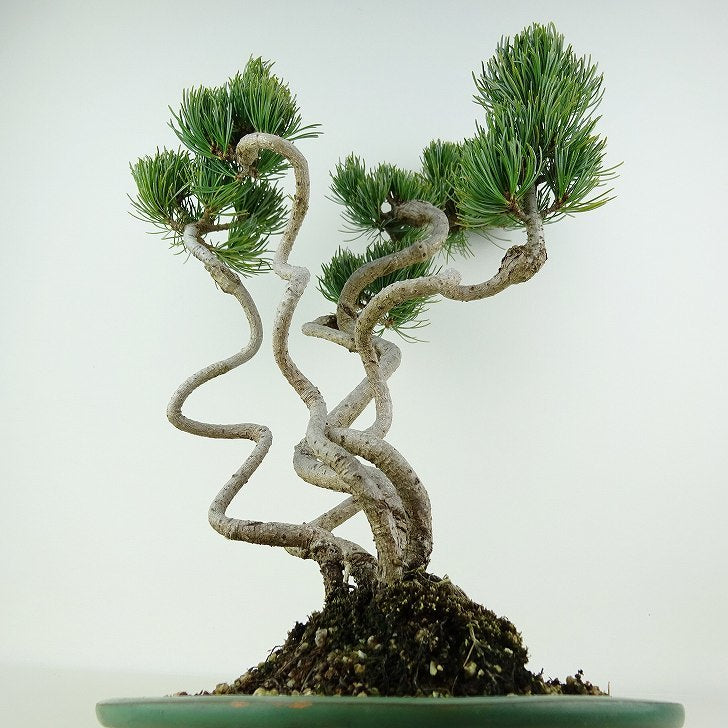 盆栽 松 五葉松 樹高 約43cm ごようまつ Pinus parviflora ゴヨウマツ 寄せ マツ科 常緑針葉樹 観賞用 k1124949343