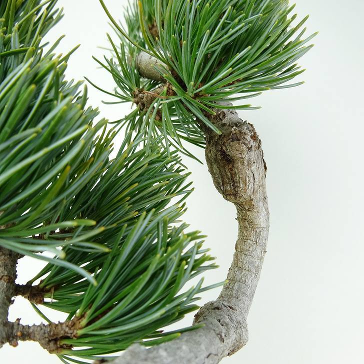 盆栽 松 五葉松 樹高 約43cm ごようまつ Pinus parviflora ゴヨウマツ 寄せ マツ科 常緑針葉樹 観賞用 k1124949343