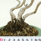 盆栽 松 五葉松 樹高 約43cm ごようまつ Pinus parviflora ゴヨウマツ 寄せ マツ科 常緑針葉樹 観賞用 k1124949343